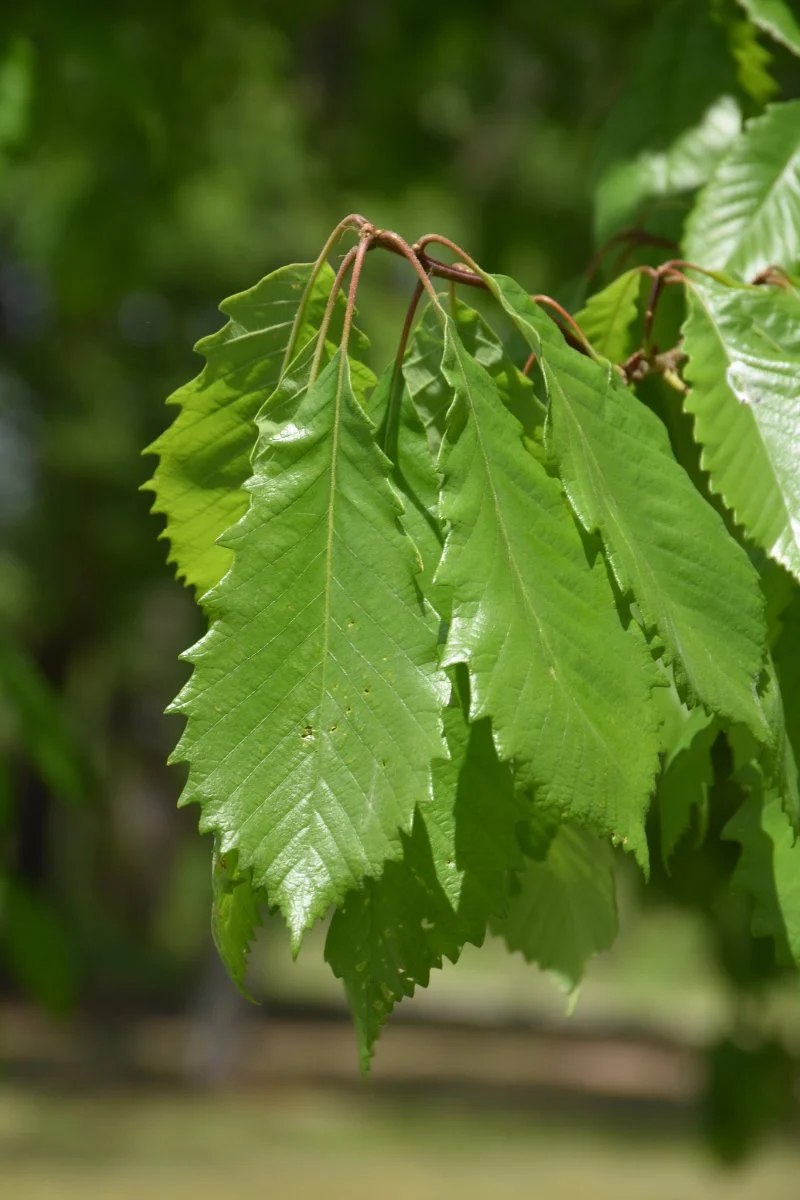 Oak, Chinkapin - Image 2