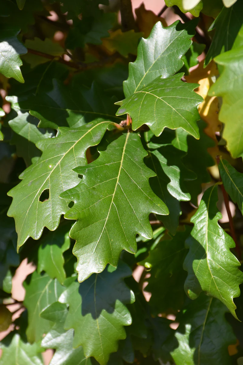 Oak, Kindred Spirit