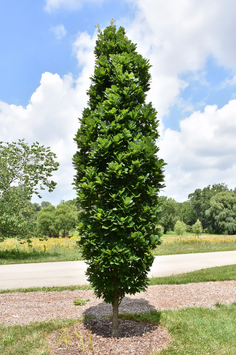 Oak, Kindred Spirit - Image 2