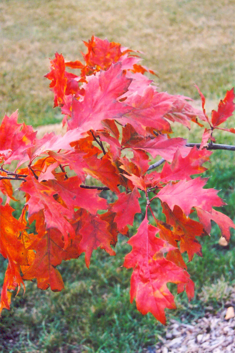 Oak, Northern Red