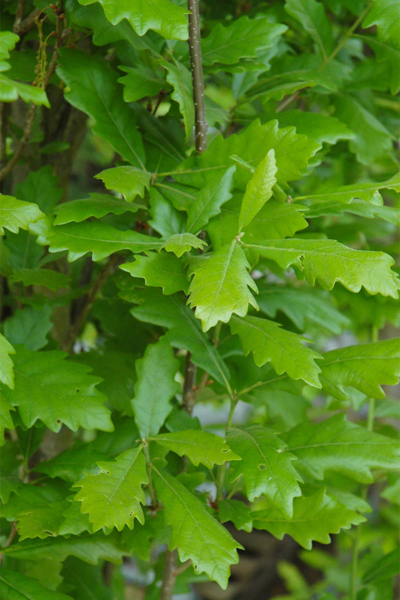 Oak, Regal Prince