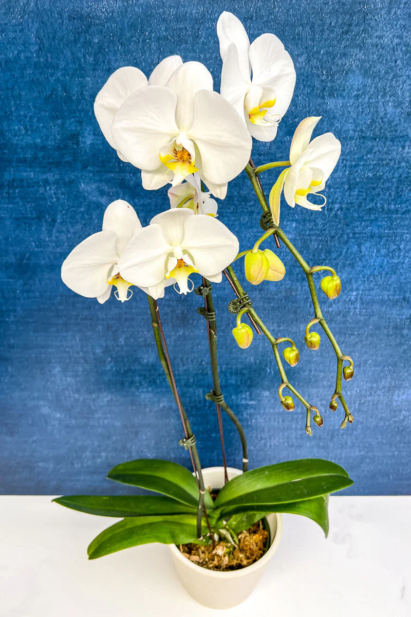 Orchid, Phalaenopsis 2Sp White 6" - Image 2