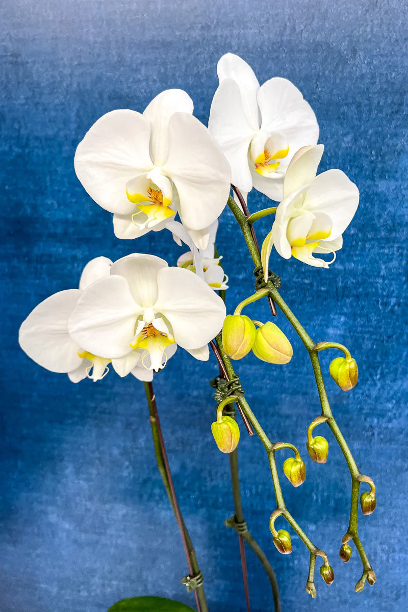 Orchid, Phalaenopsis 2Sp White 6" - Image 3