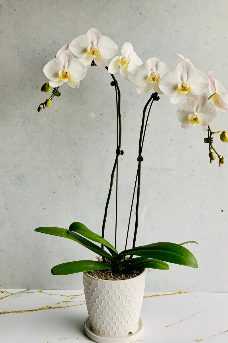 Orchid, Phalaenopsis 2SP White 4" - Image 2