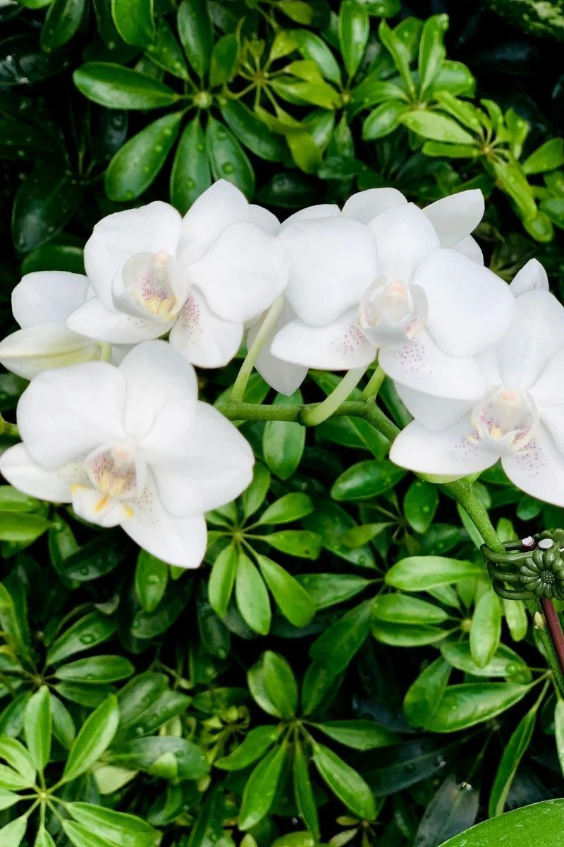 Orchid, Phalaenopsis Spp/Hyb White 2" - Image 2