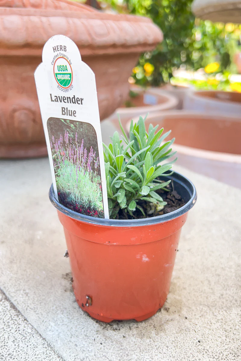 Organic Herb, Lavender Blue