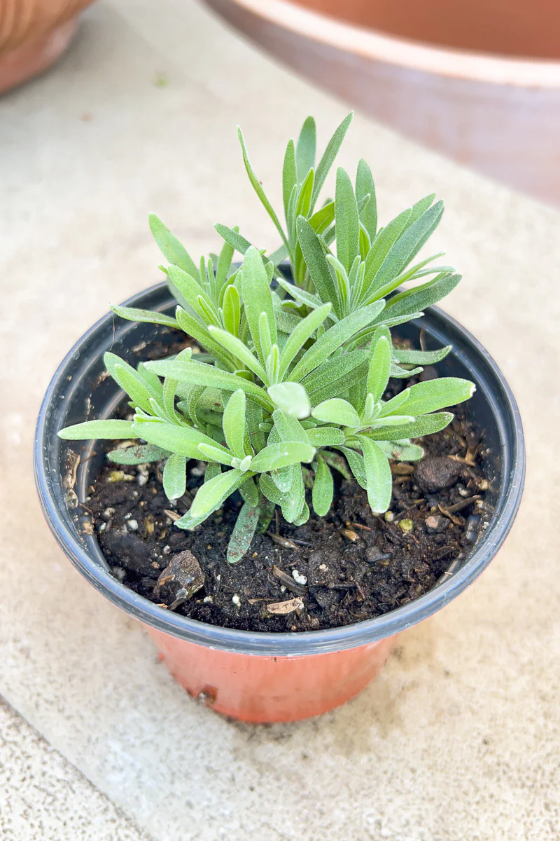 Organic Herb, Lavender Blue - Image 2