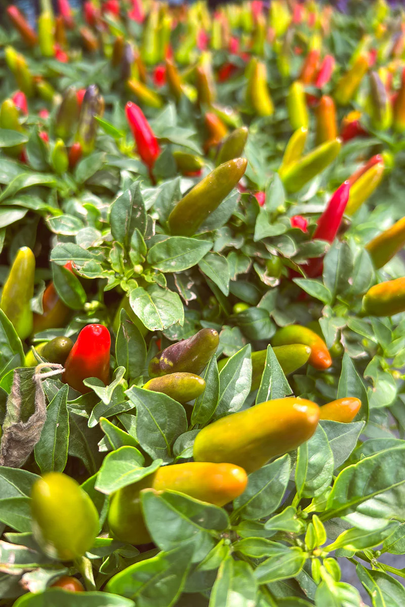 Ornamental Pepper, Acapulco Multi