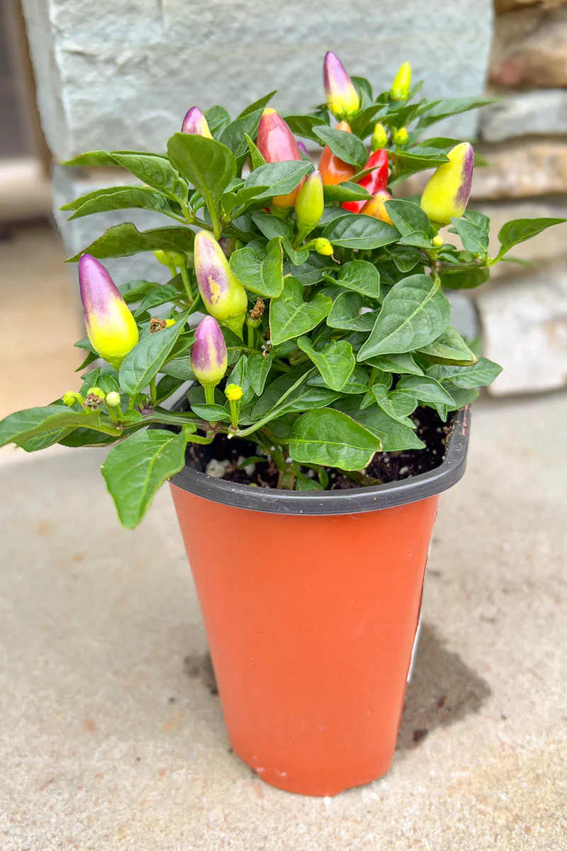Ornamental Pepper, Acapulco Multi - Image 2