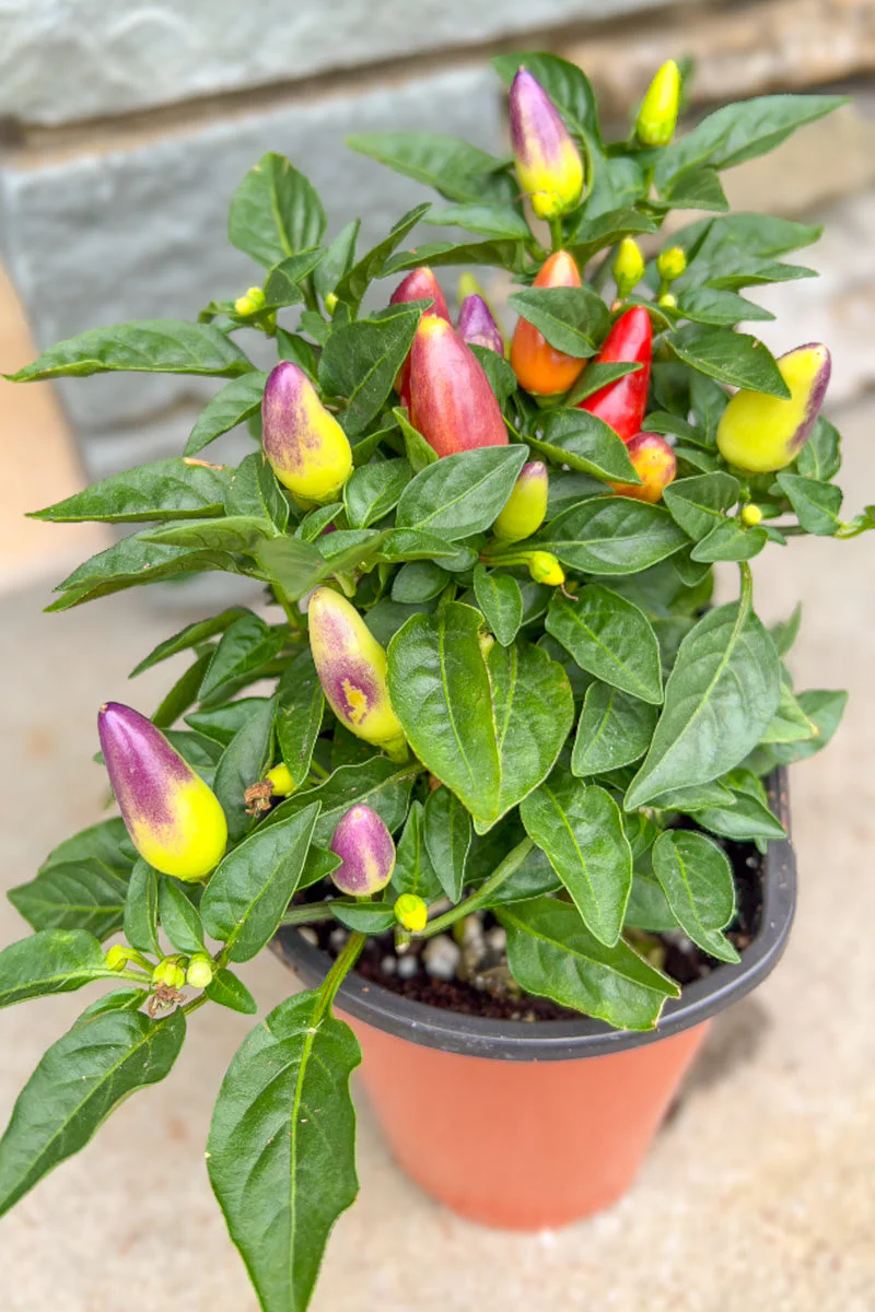 Ornamental Pepper, Acapulco Multi - Image 3