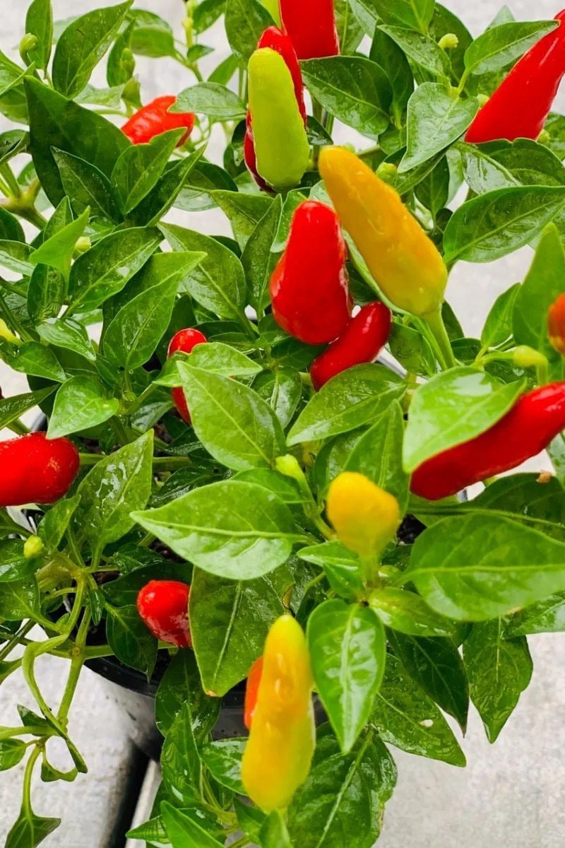 Ornamental Pepper, Acapulco Red - Image 2