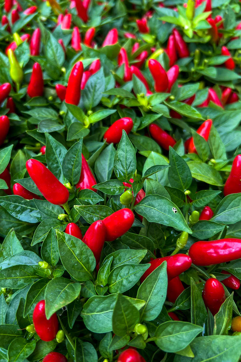 Ornamental Pepper, Acapulco Red - Image 3