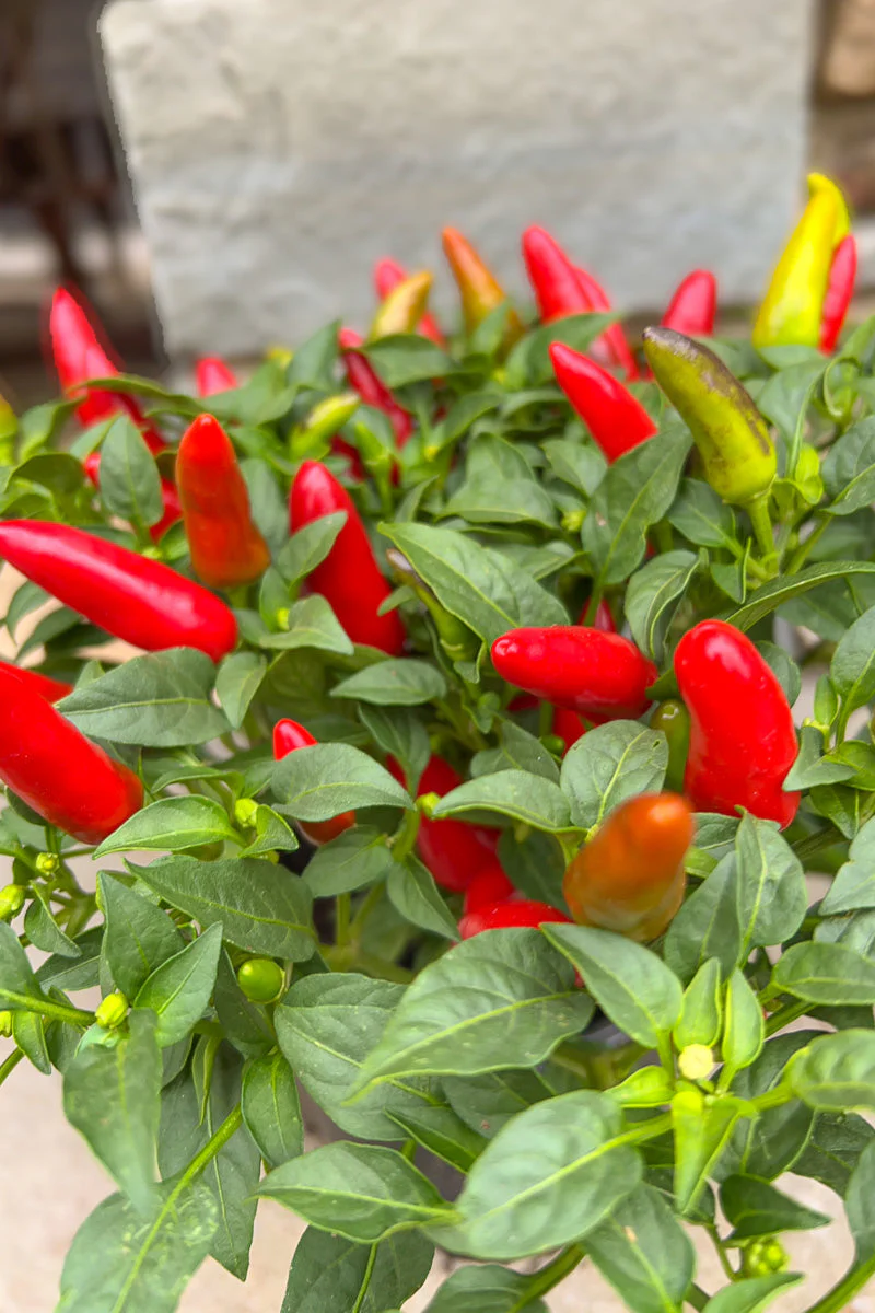 Ornamental Pepper, Acapulco Red - Image 5