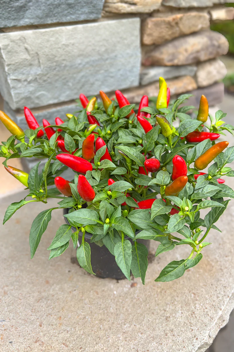 Ornamental Pepper, Acapulco Red - Image 6