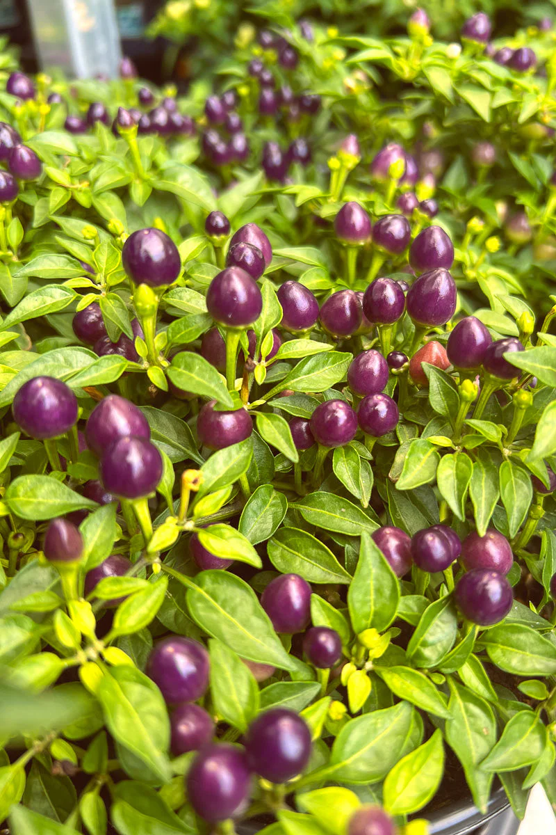 Ornamental Pepper, Hot Pops Purple - Image 2