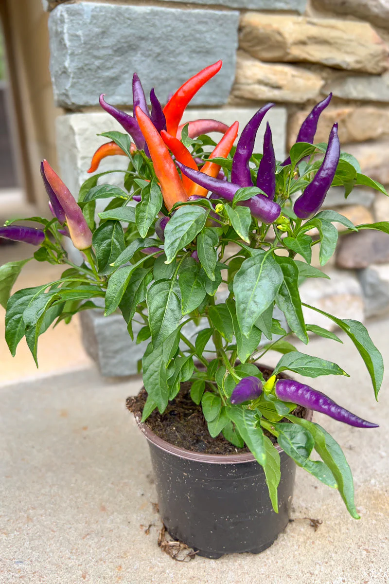Ornamental Pepper, Masquerade - Image 2