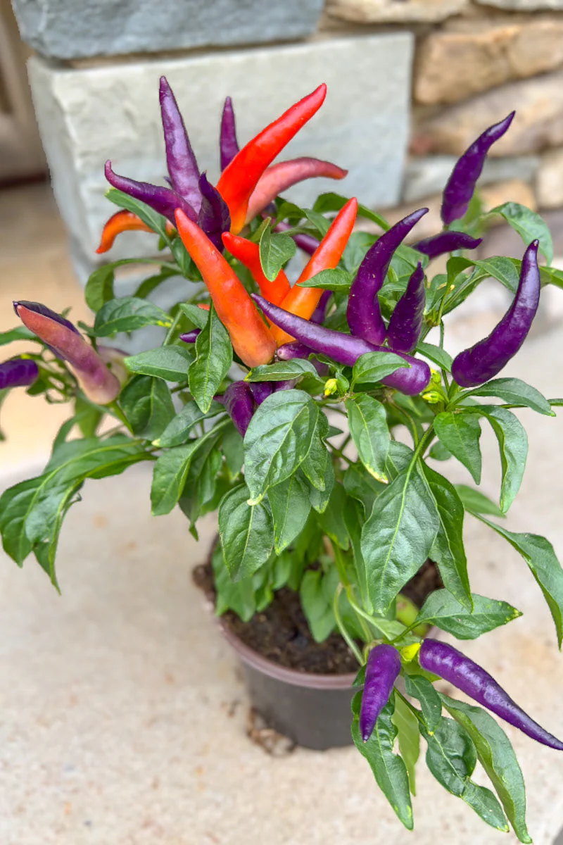 Ornamental Pepper, Masquerade - Image 3