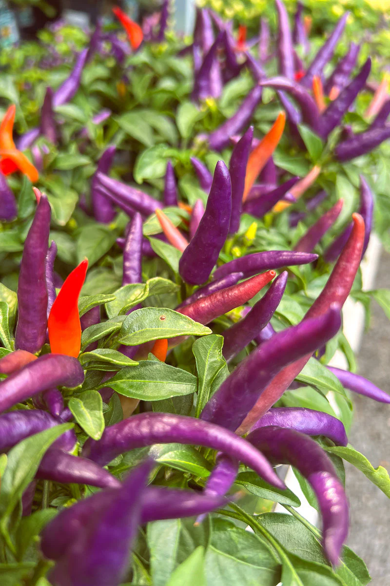 Ornamental Pepper, Masquerade - Image 4