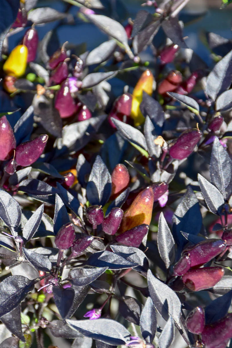 Ornamental Pepper, Midnight Fire - Image 2