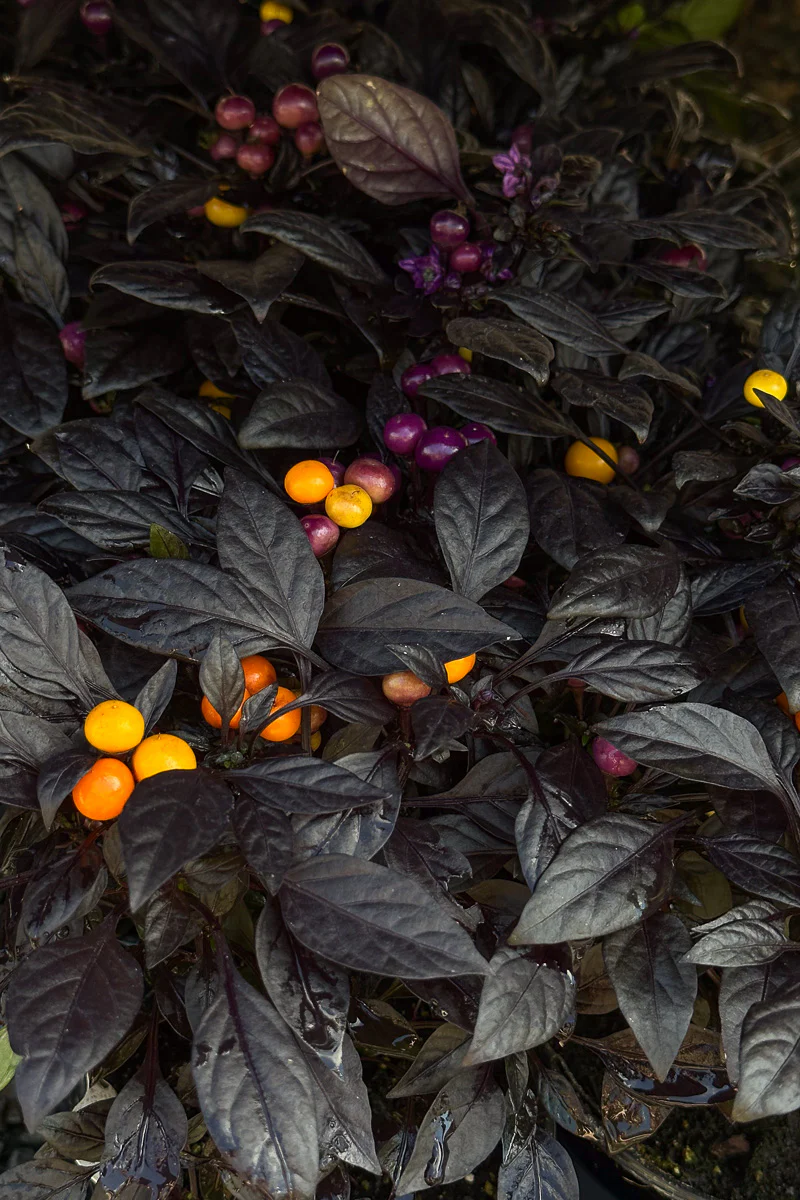 Ornamental Pepper, Onyx Orange - Image 2