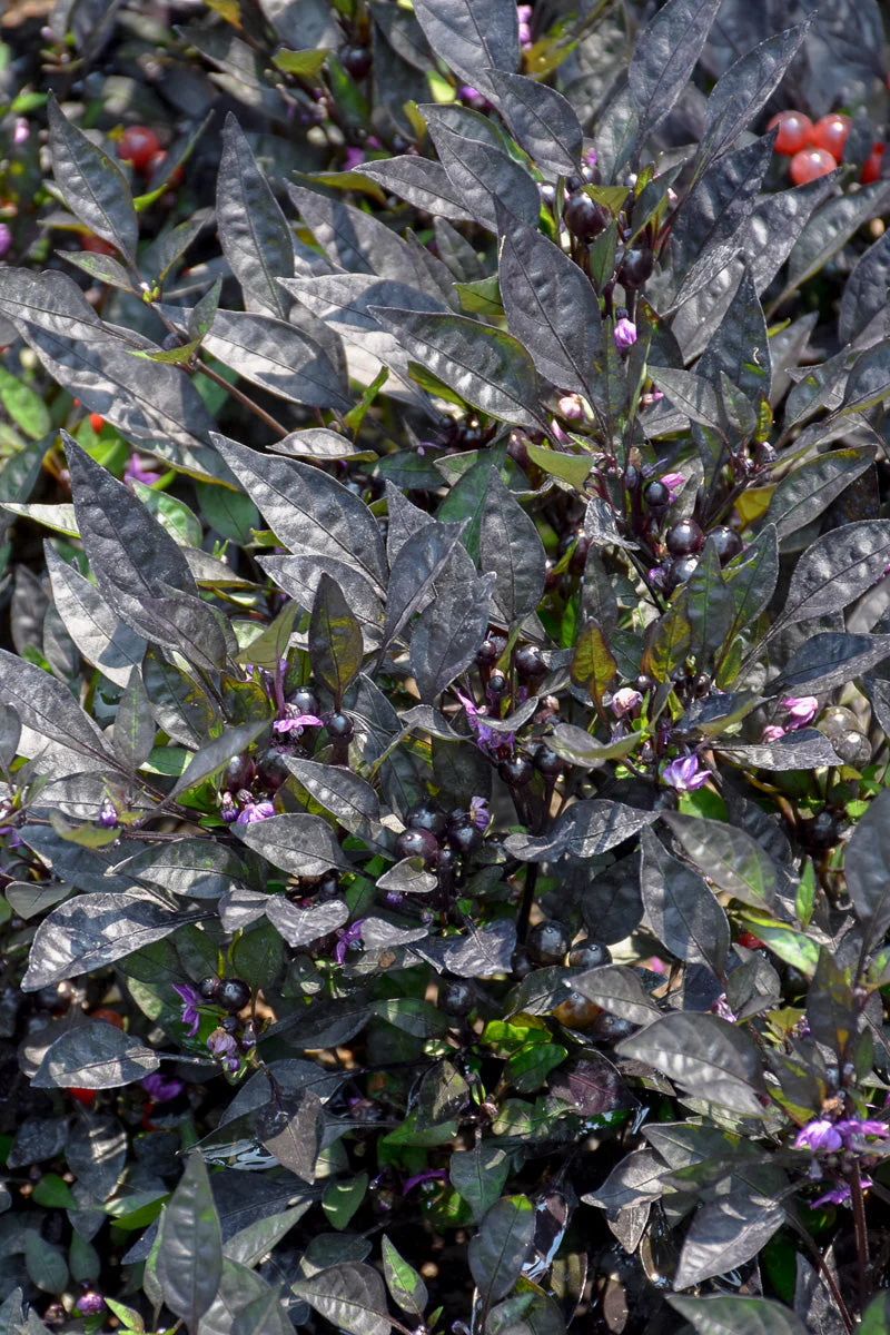 Ornamental Pepper, Onyx Red - Image 3