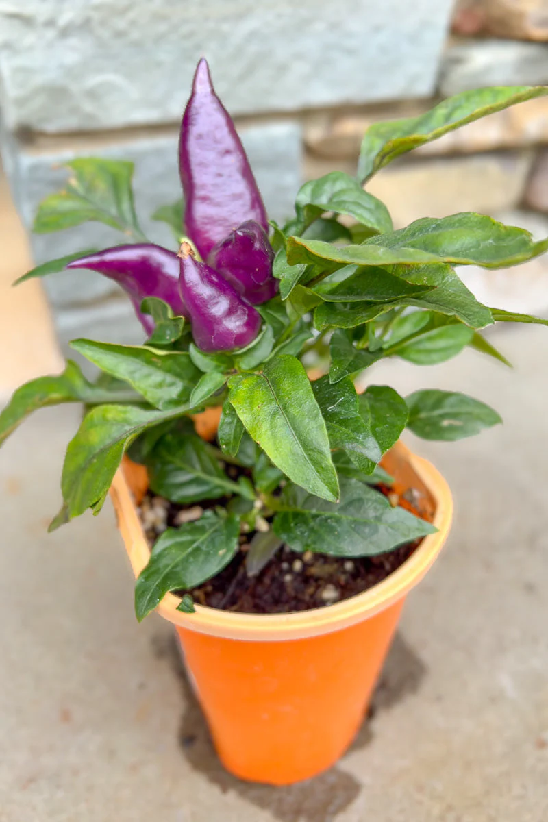Ornamental Pepper, Wicked - Image 2