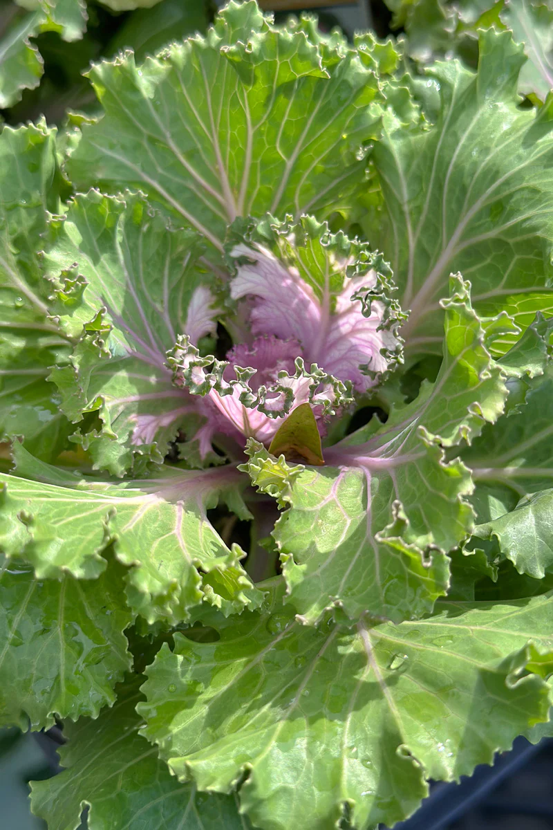 Ornamental Kale, Crystal Pink - Image 2
