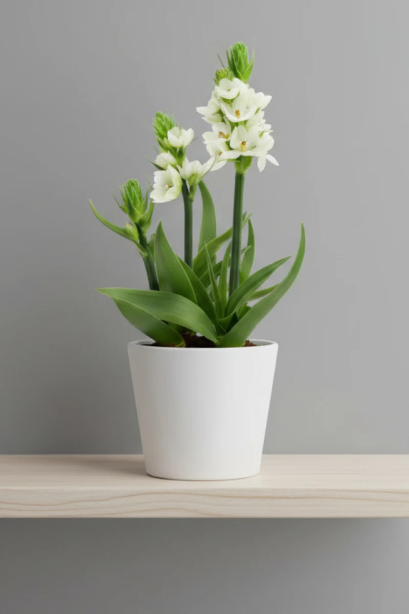 Ornithogalum, White 4"