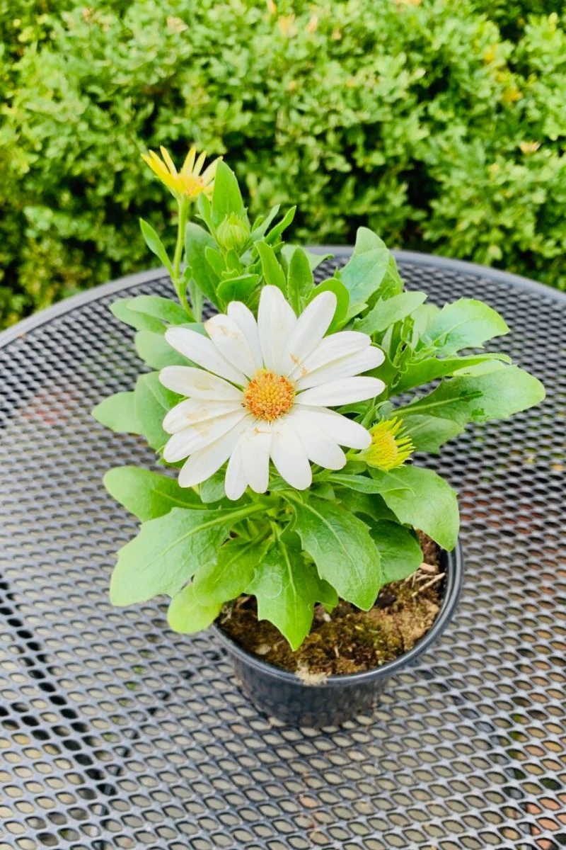 Osteospermum, White