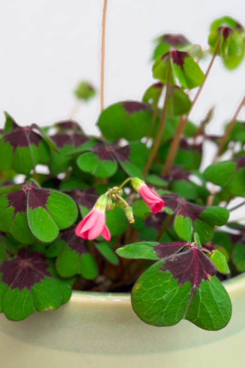 Oxalis, Iron Cross 6"