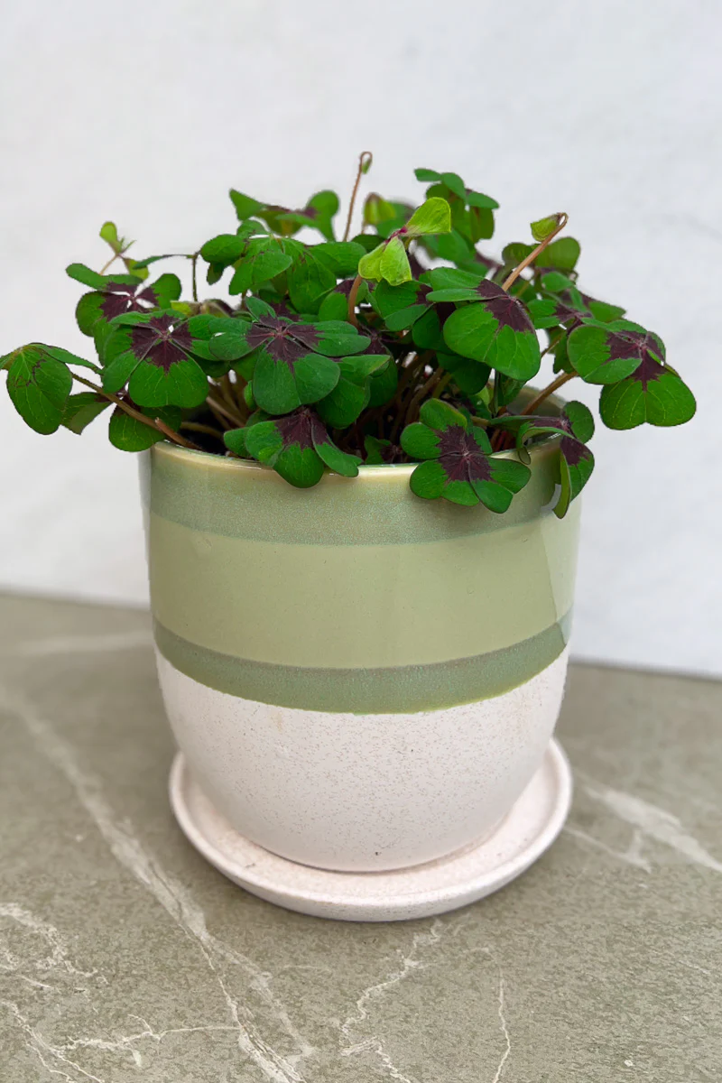 Oxalis, Iron Cross 6" - Image 2