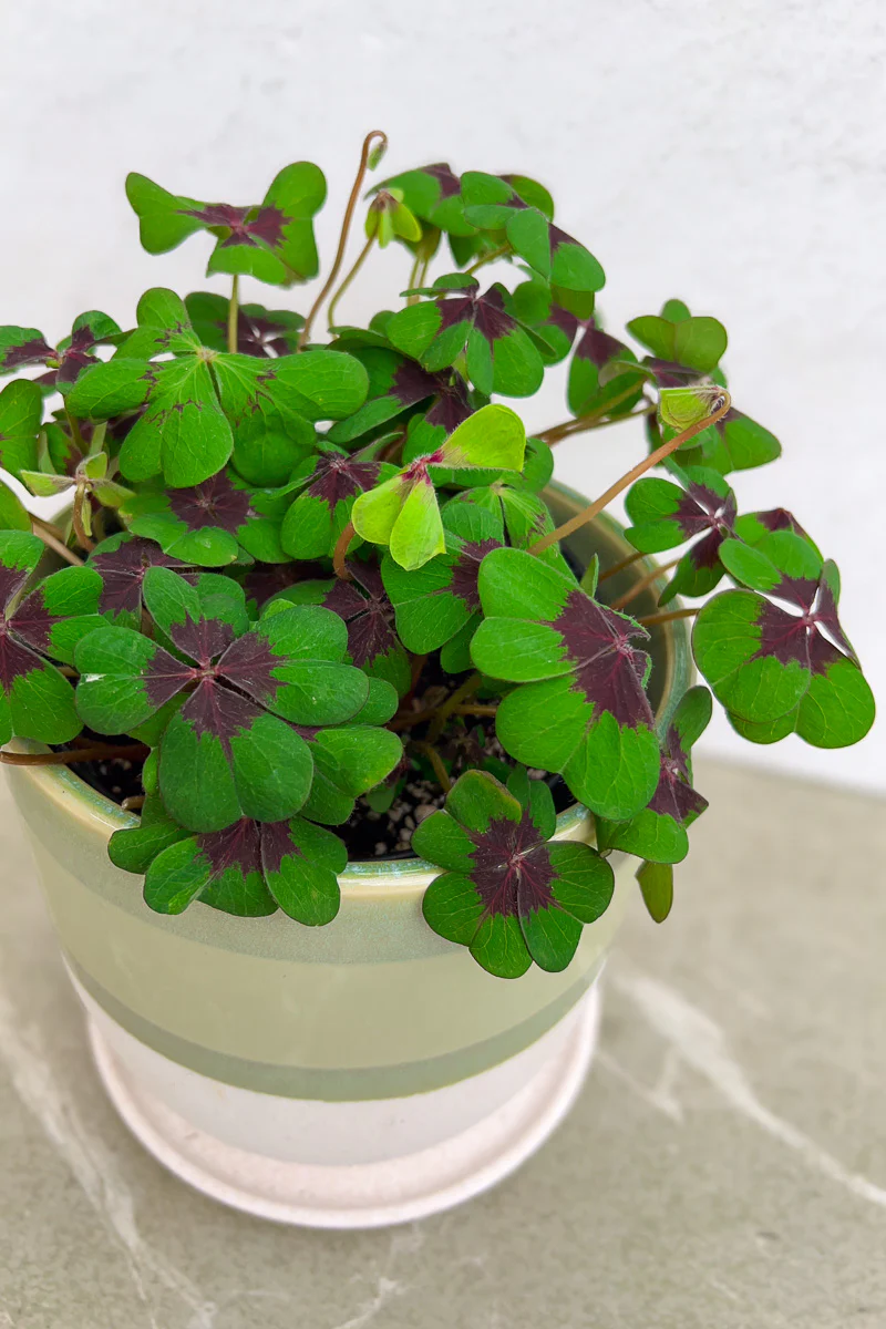 Oxalis, Iron Cross 6" - Image 3