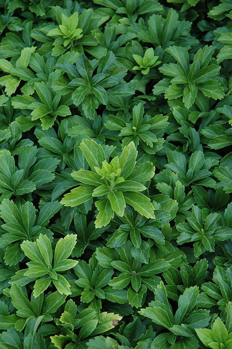 Pachysandra Term Green Sheen