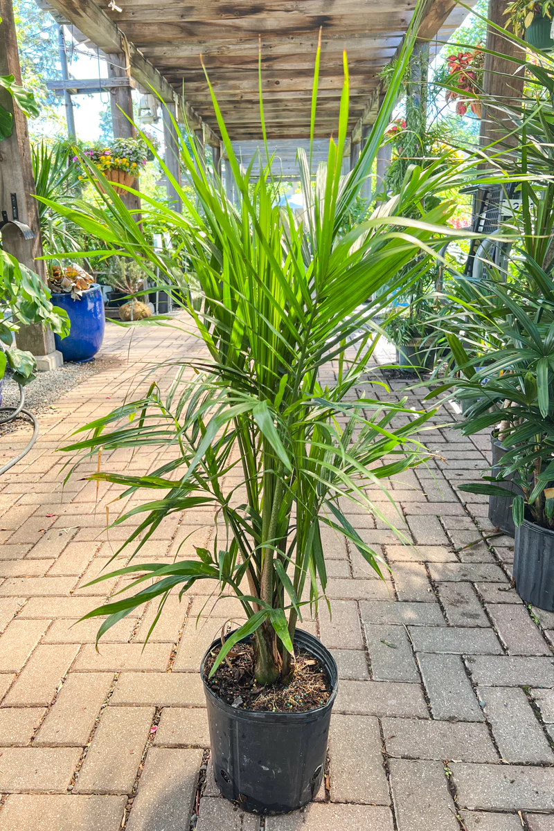 Palm, Cataractarum10" - Image 2