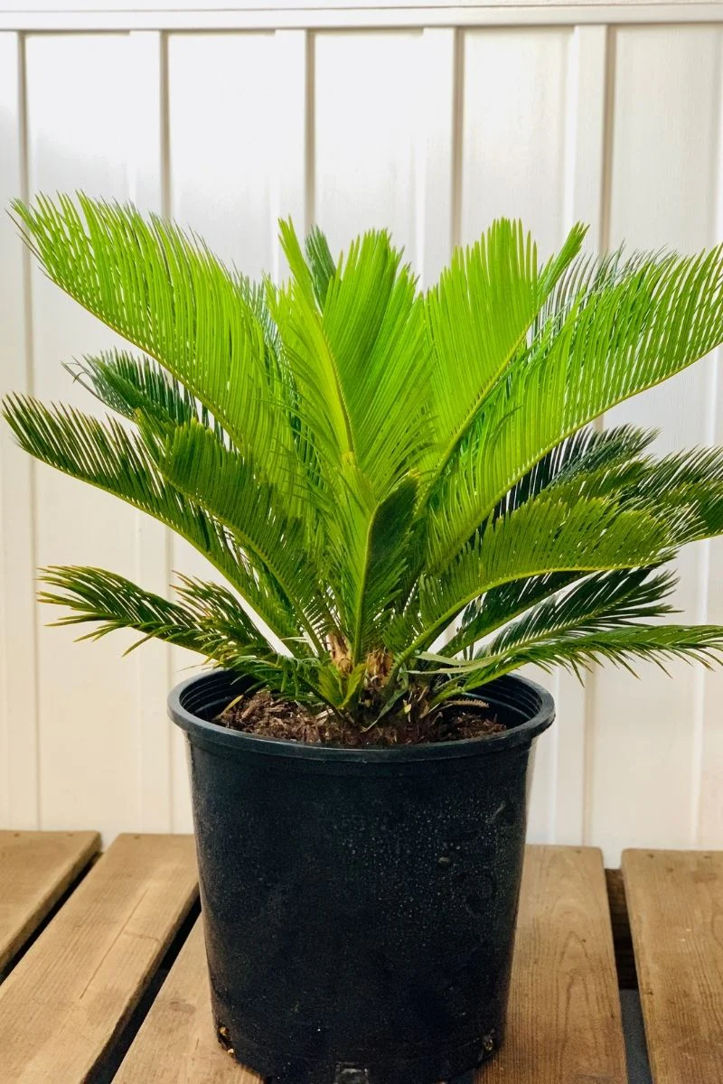 Palm, King Sago 14"