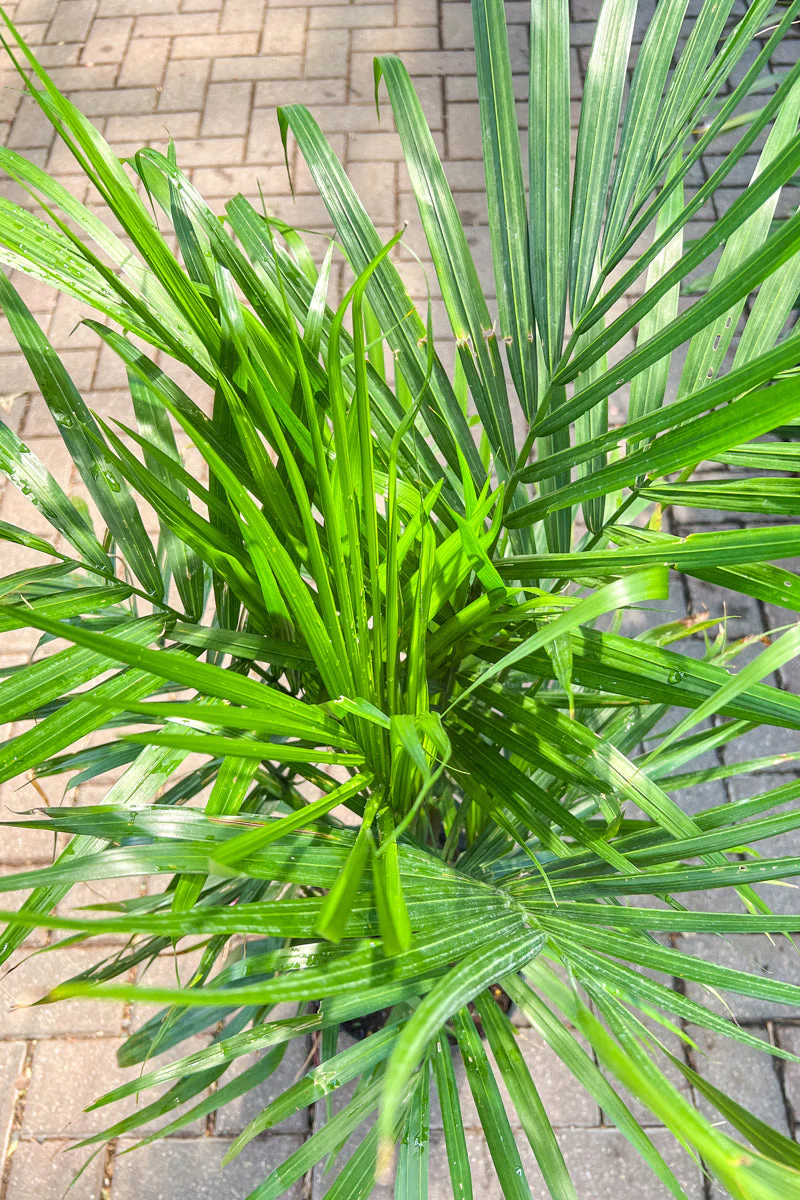 Palm Majesty - Image 2