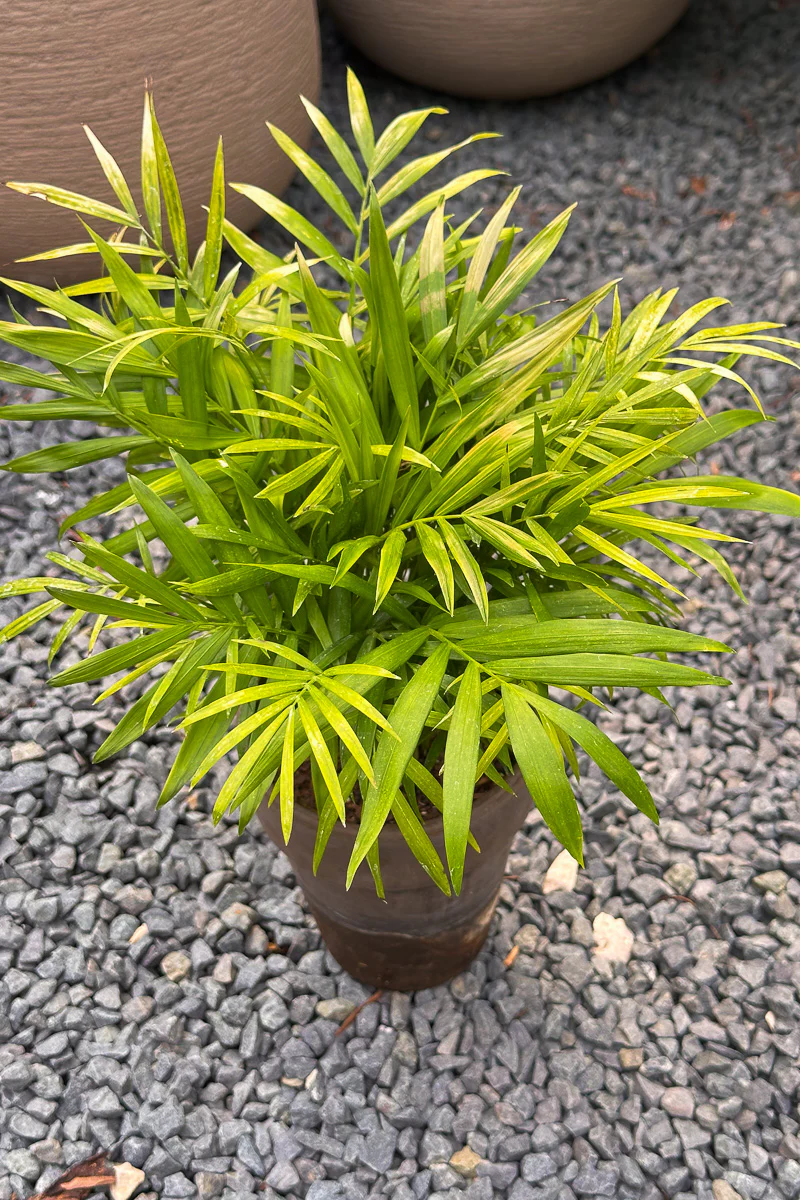 Palm, Neanthe Bella 5" Grey Clay Pot - Image 2
