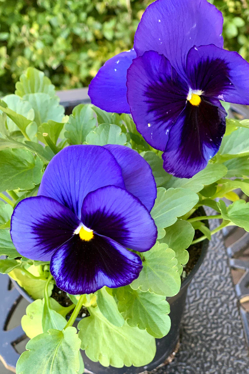 Pansy, Deep Blue Blotch