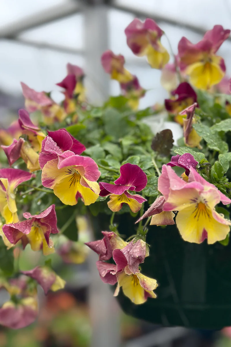 Pansy, Cool Wave Strawberry Swirl