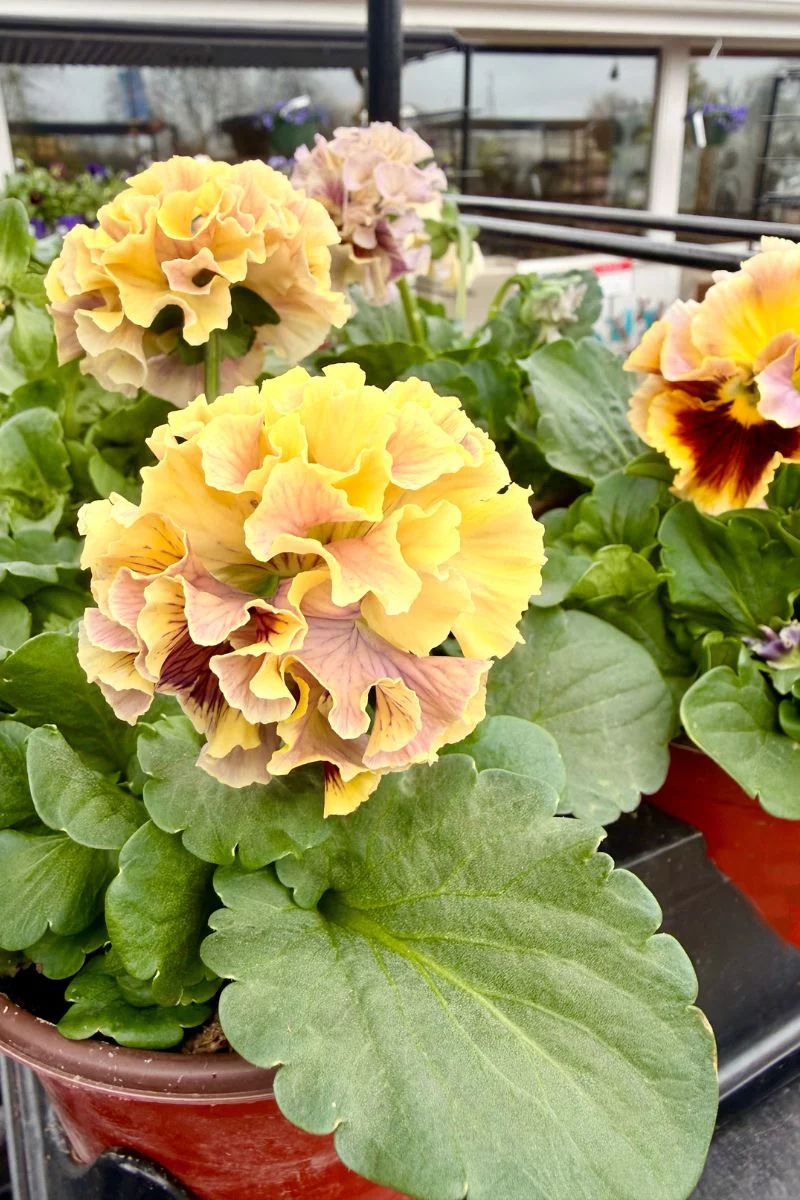 Pansy, Elegance Antoinette