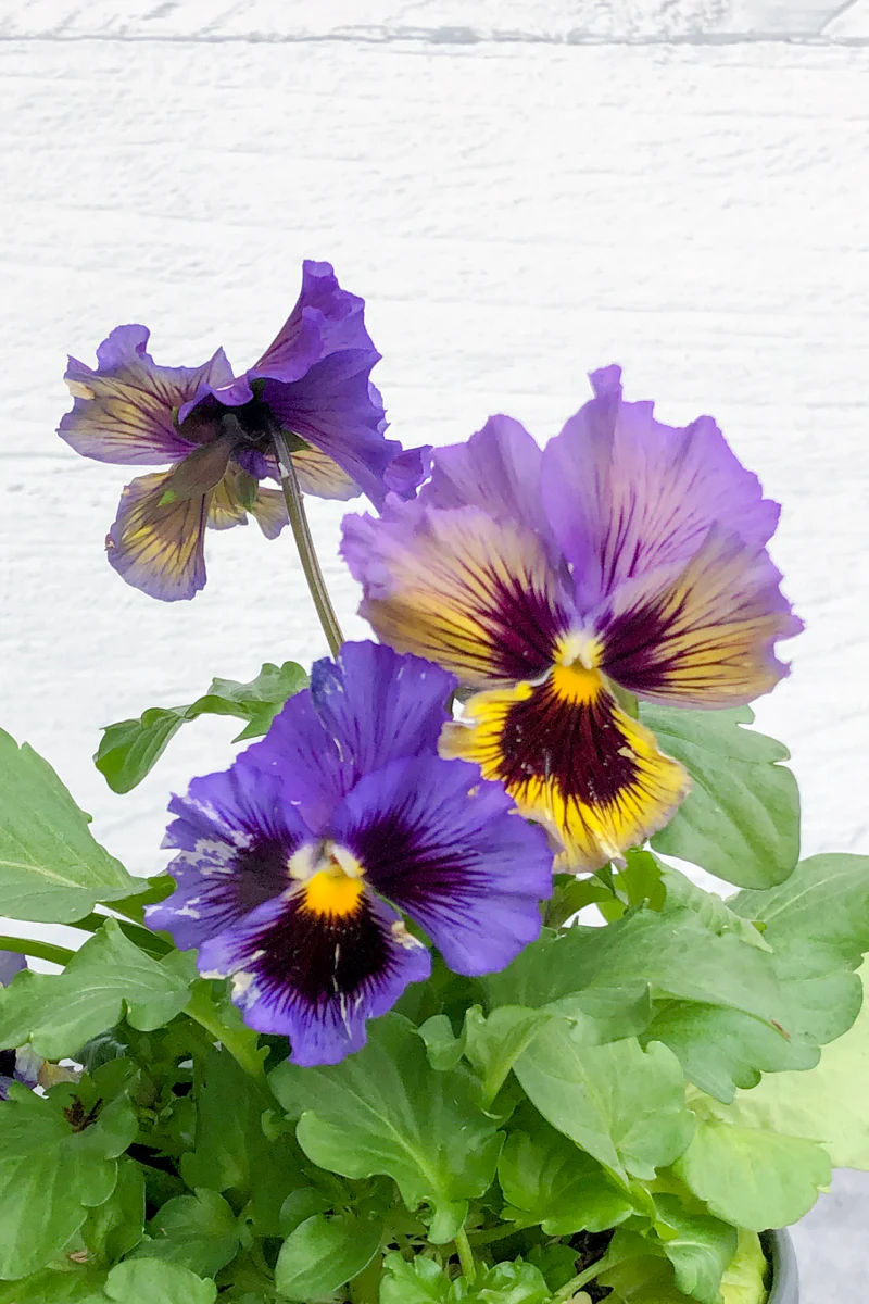 Pansy Frizz Sizz Y/B Swirl