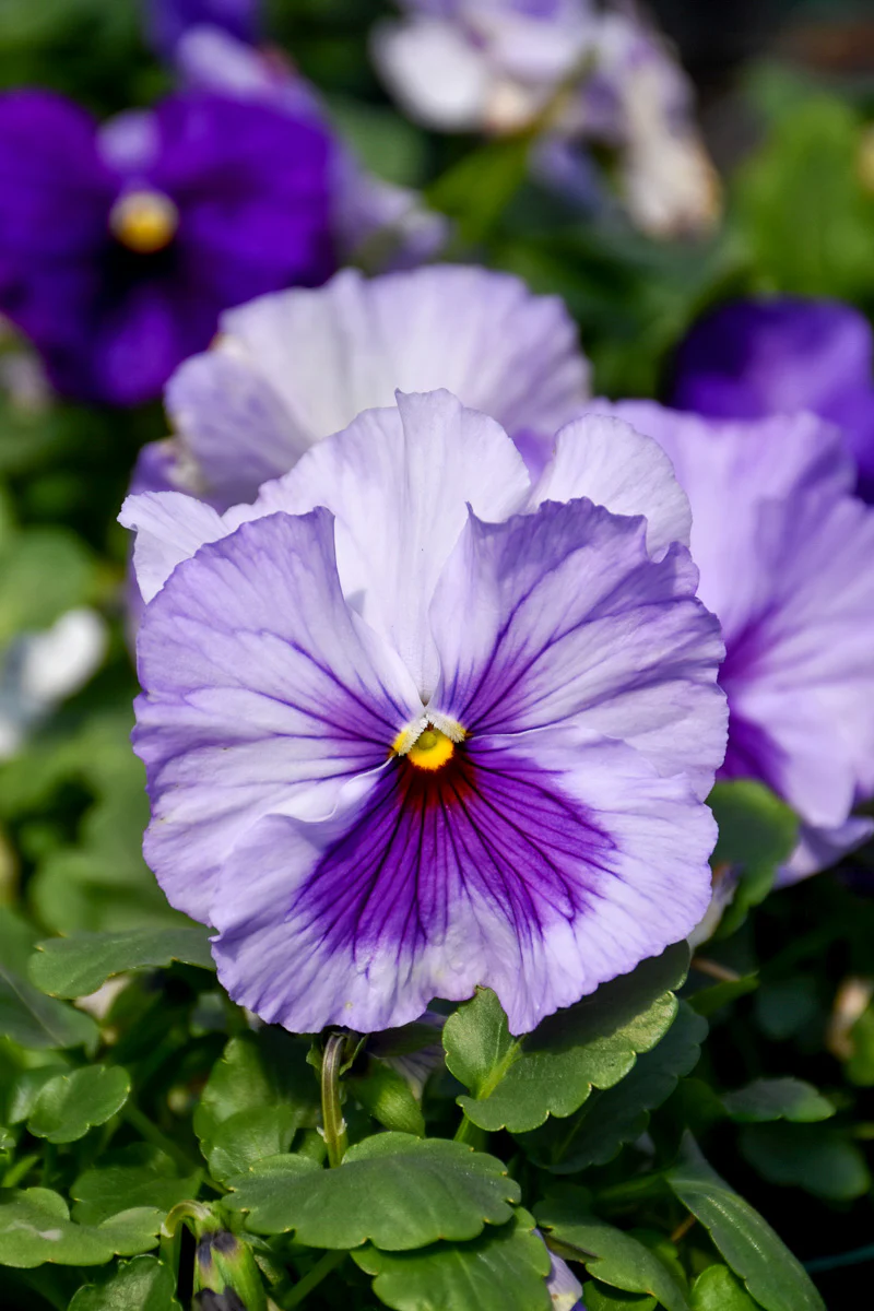 Pansy, Lavender Shades