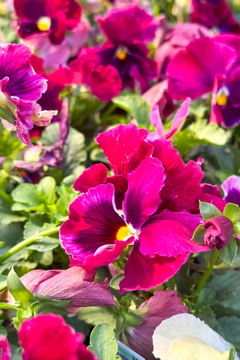Pansy, Majestic Giants II Rose