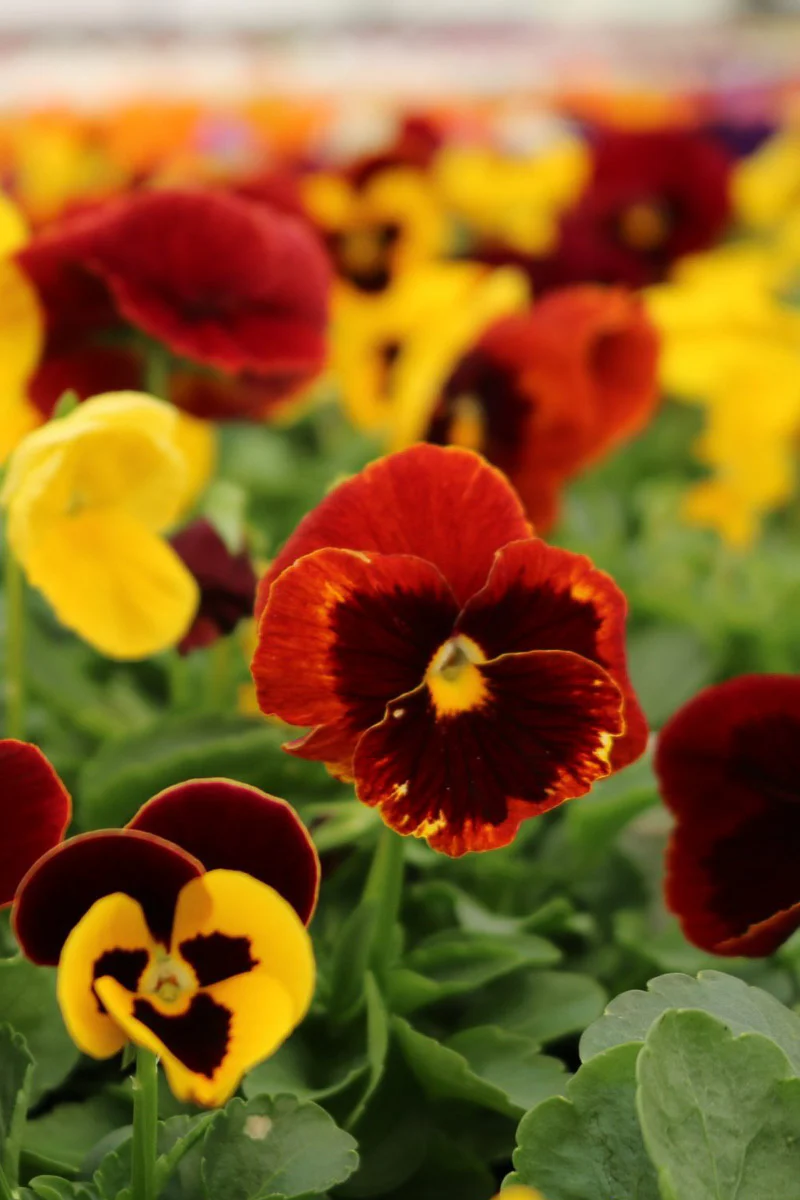 Pansy Matrix Autumn Blaze Mx