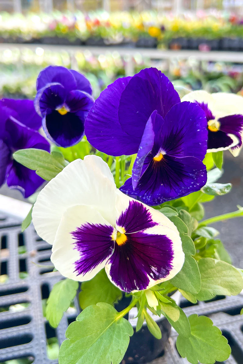 Pansy, Matrix Ocean 4"
