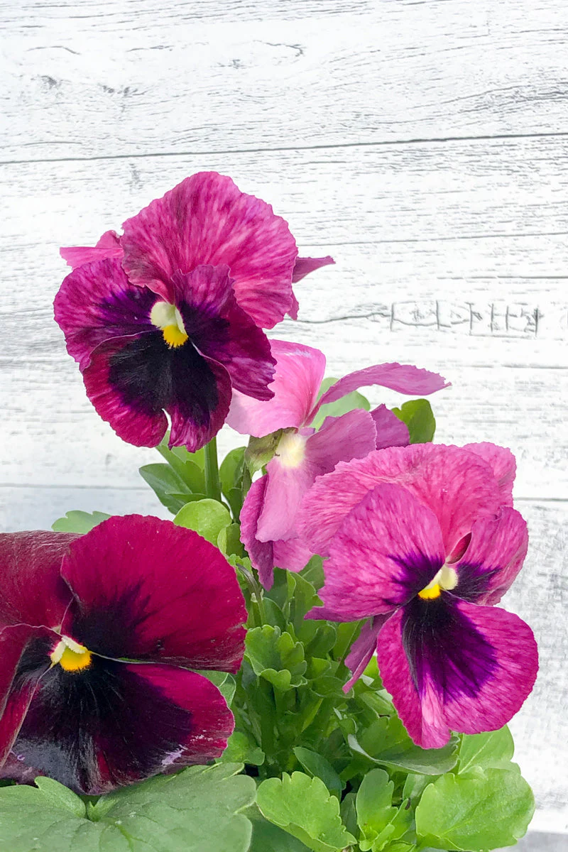 Pansy Matrix Pink