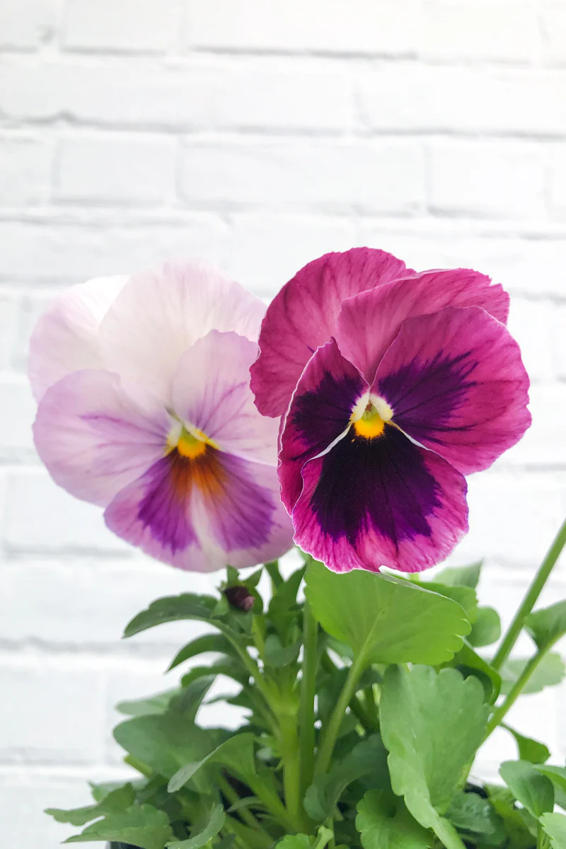 Pansy, Matrix Pink Shades,