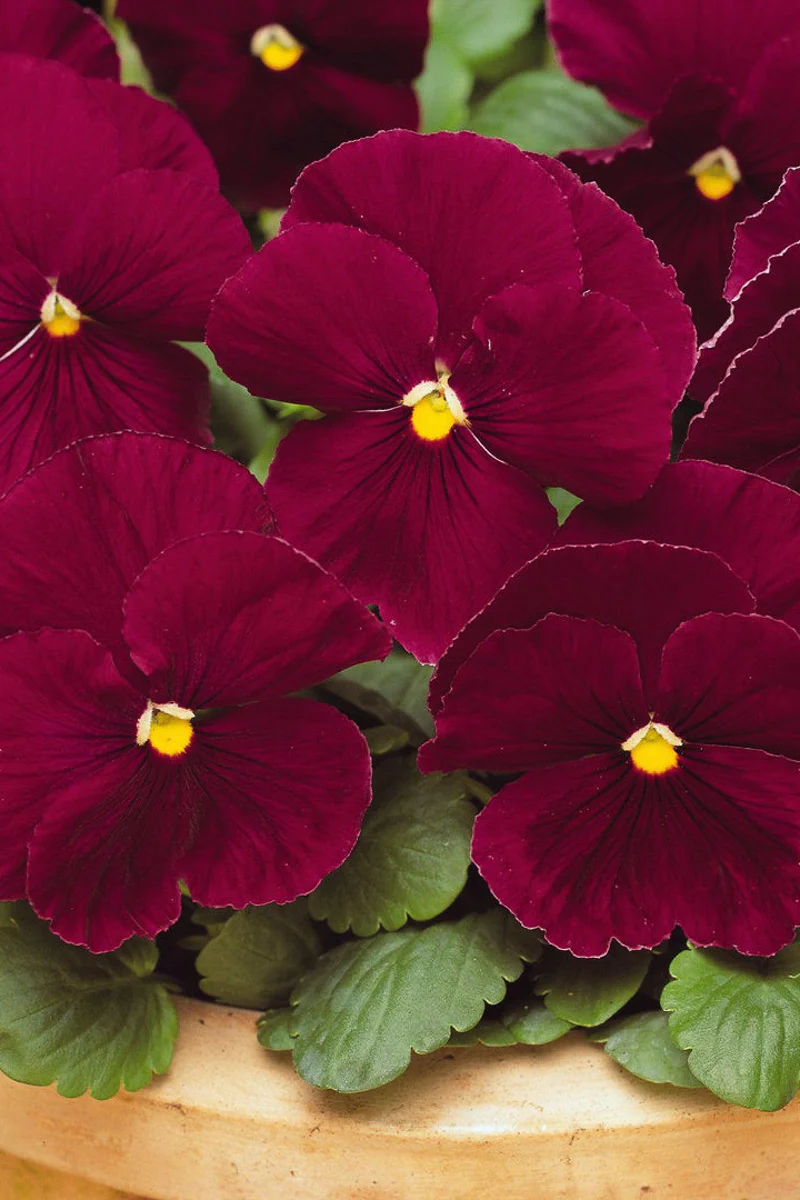 Pansy, Matrix Rose 306 Flat