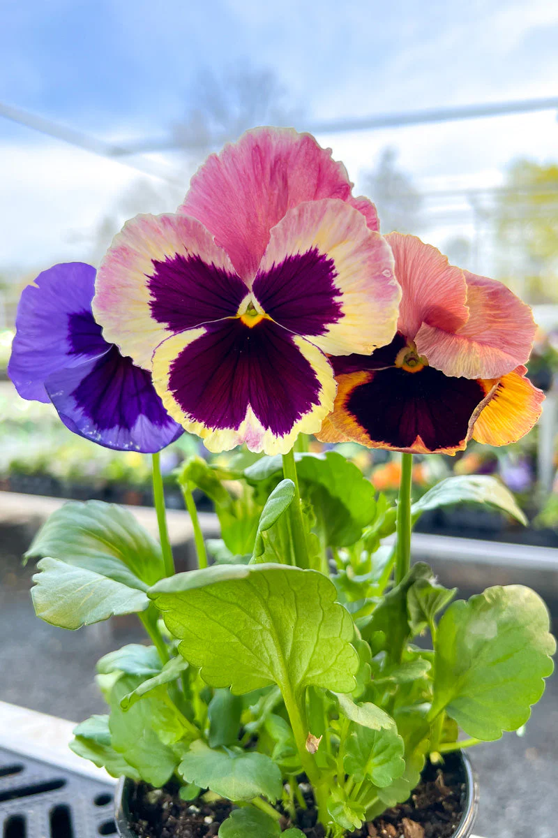 Pansy, Matrix Sunrise