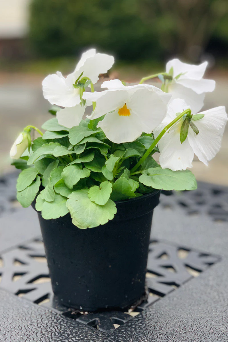 Pansy, Matrix White